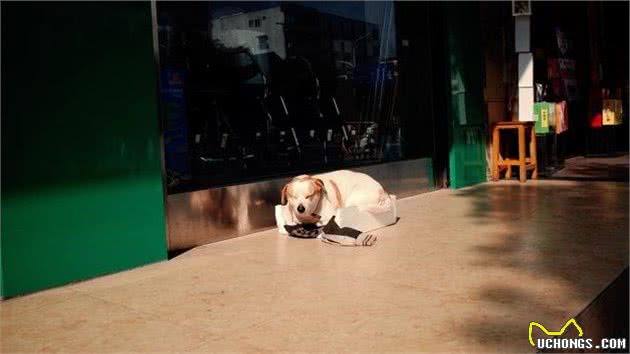 捡到一只流浪幼犬，在没有狗妈妈的情况下，应当如何照顾它？