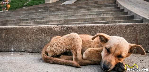 捡到一只流浪幼犬，在没有狗妈妈的情况下，应当如何照顾它？