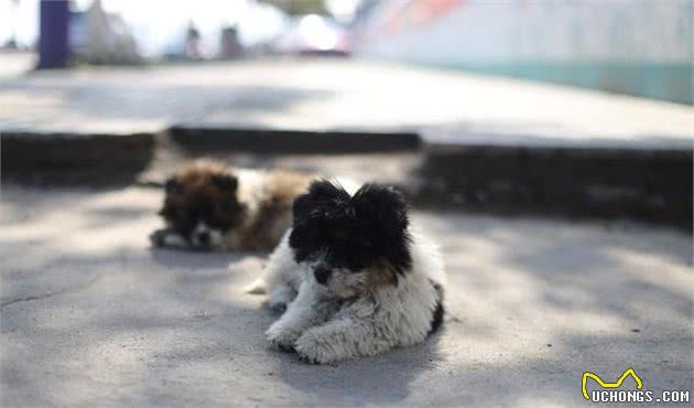 捡到一只流浪幼犬，在没有狗妈妈的情况下，应当如何照顾它？