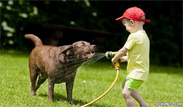 炎炎夏季犬中暑怎么办？