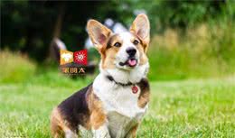 犬毛色退色的5个原因，你了解吗？