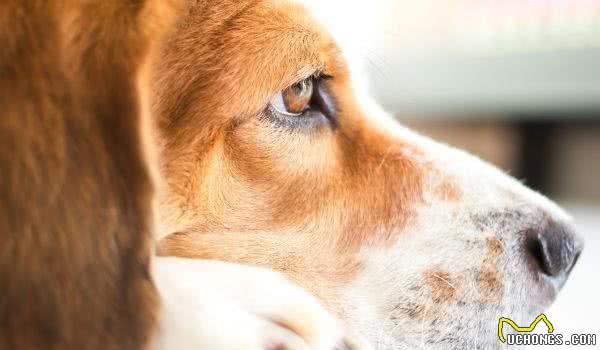 狗狗脸部肿胀了怎么办？想要解救肿成猪头的狗狗，要先弄清楚原因