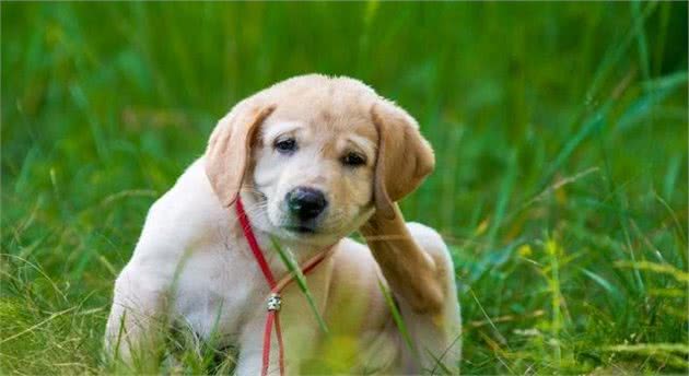 狗狗也会出现过敏问题,家里常见的五种事物,有可能会让犬过敏