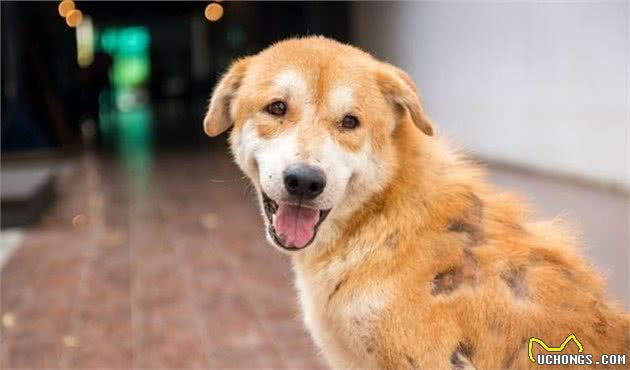 狗狗也会出现过敏问题,家里常见的五种事物,有可能会让犬过敏