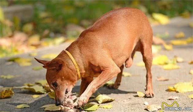 狗狗食谱之鸭肉苹果