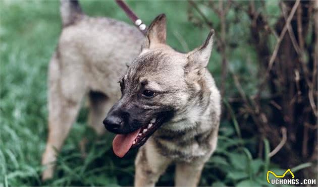 辟谣：狗瘟热患犬只表现出呼吸道的症状？消化道型狗瘟热了解一下