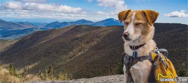 夏天带狗狗去登山？要想旅途愉快，这8项豫备少不了