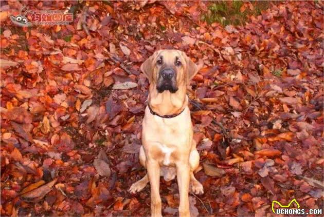 世界十大最凶残的狗犬类别~