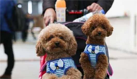 泰迪犬虽可爱，但“恶名在外”，这些缺陷接受不了最好别养