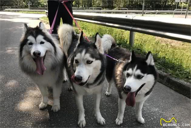 哈士奇犬与阿拉斯加差距大，学会这7点辨认方式，不再认错雪橇犬！