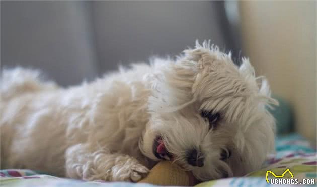 想知道你家比熊犬有没有认你为主人？看看这篇文章就知道啦