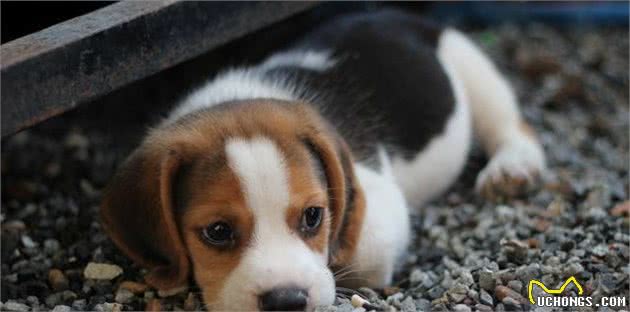 家里狗狗生了幼崽，教您5点轻松照顾好幼犬