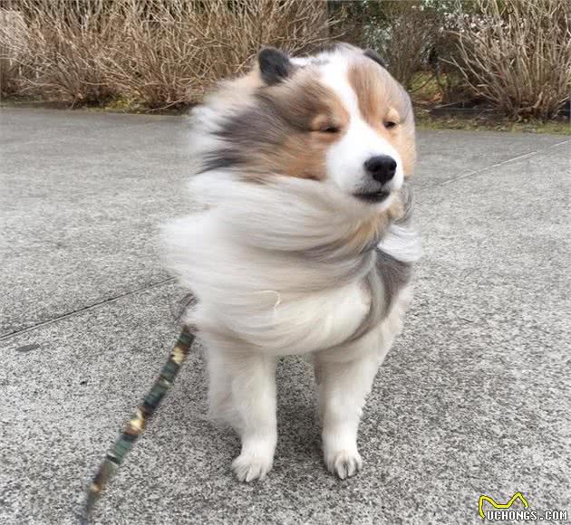 爱笑的狗子运气都不会太差，萌萌的小号牧羊犬—喜乐蒂！