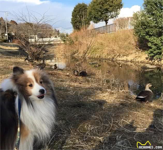 爱笑的狗子运气都不会太差，萌萌的小号牧羊犬—喜乐蒂！