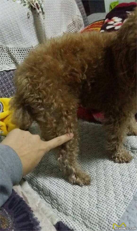 泰迪犬这5部位碰不得，让碰说明你对它很重要