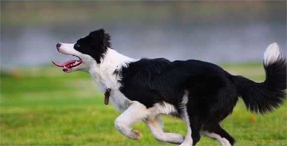 号称最聪明的边境牧羊犬，为什么没能进一步服务人类？