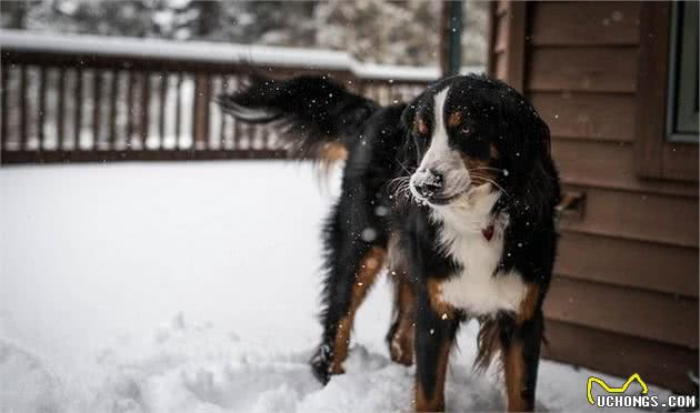 9种生于冬季的狗狗太酷了！除了拉雪橇，居然还有负责救援的