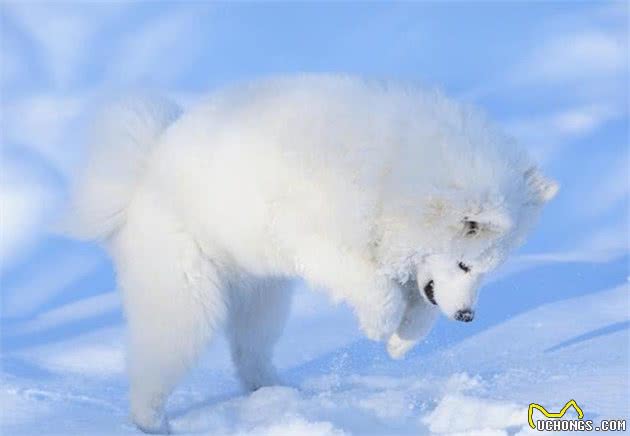 9种生于冬季的狗狗太酷了！除了拉雪橇，居然还有负责救援的