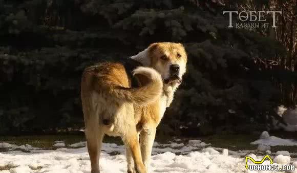 无所畏惧的战斗猛犬—中亚牧羊犬