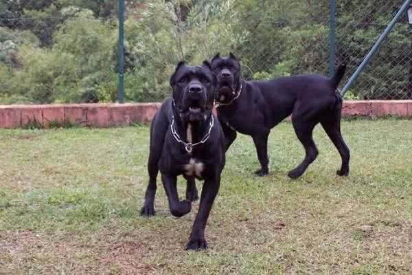 卡斯罗是猛犬，家里有小孩可不能够养啊？