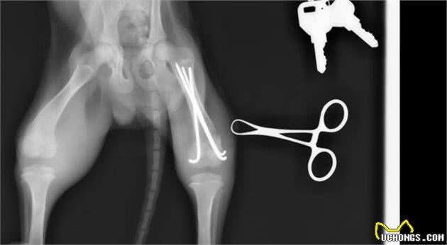 辟谣：狗狗骨折做个外固定即可那样容易造成骨头长歪或者长短腿