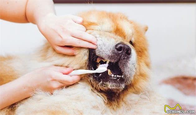 想给狗刷牙，要从幼犬开始养成习惯，主人该如何让幼犬习惯刷牙