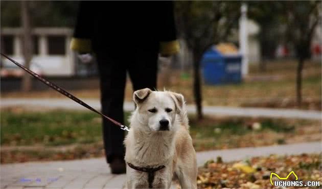 养宠必知的十点知识，主人照顾爱犬需注意细节，别因疏忽而懊悔