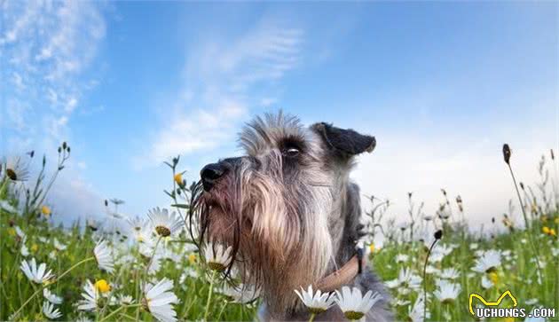 养迷你雪纳瑞犬需要注意的点，这些你都了解过了吗？