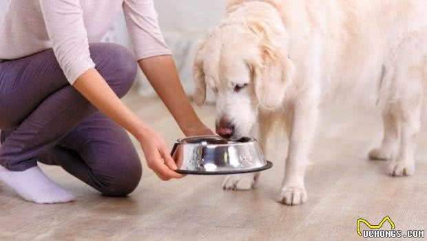 为了狗狗健康要改善饮食？这件事要按部就班，能给狗狗带来好处