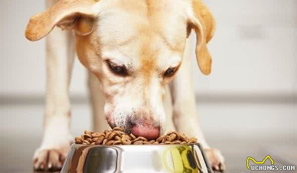 为了狗狗健康要改善饮食？这件事要按部就班，能给狗狗带来好处