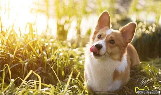 不了解柯基犬的这些特点，新手不要养柯基犬！