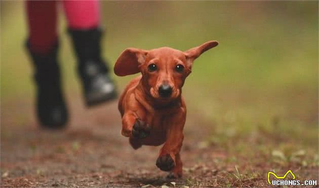 这几种狗狗不要看它们块头不大，但都是货真价实的猎犬