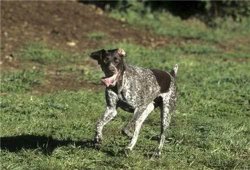 短毛指示犬怎么样是一种友善聪明的狗狗