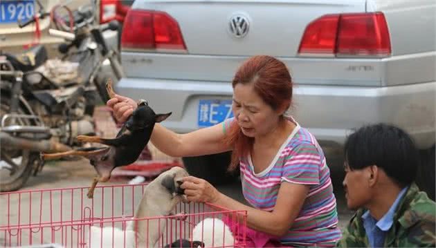 逛了十年犬市的我教你如何在犬市上买到一只好狗，一眼识破星期狗