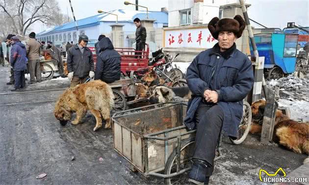 逛了十年犬市的我教你如何在犬市上买到一只好狗，一眼识破星期狗