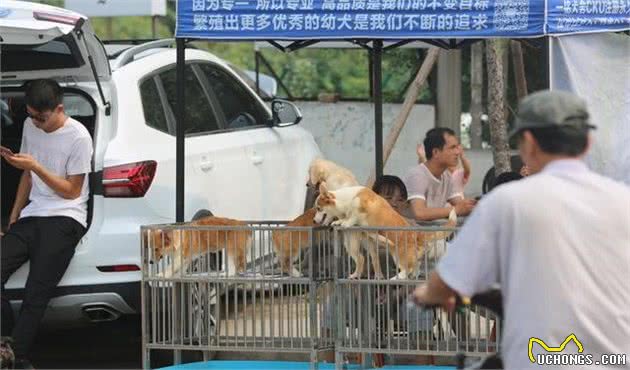 逛了十年犬市的我教你如何在犬市上买到一只好狗，一眼识破星期狗