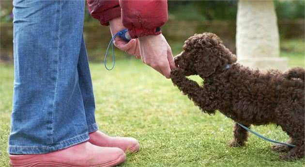 训练贵宾犬的5大禁忌，主人犯这些错误，它会更不听话