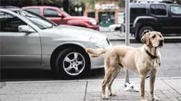 犬晕车怎么办？几个技巧让狗放心坐车，出发之前最好训练一下