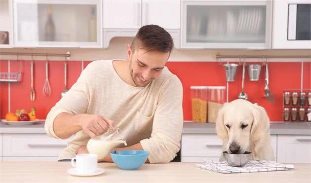 如何训练拉布拉多犬不讨食？学好这几招，让拉拉不贪嘴！