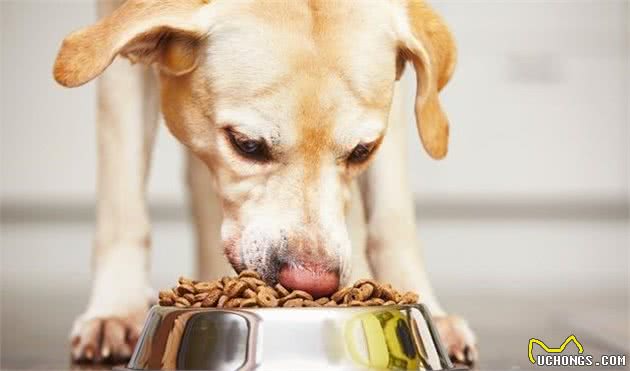 如何训练拉布拉多犬不讨食？学好这几招，让拉拉不贪嘴！