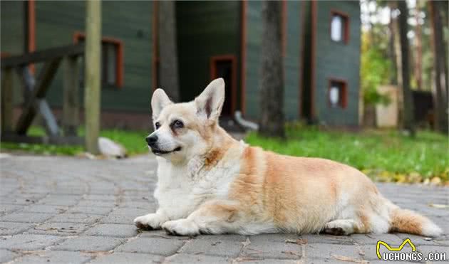 犬牙齿十分重要，新手该如何护理清洁？宠物达人来教你