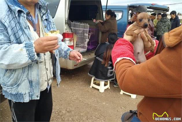 商贩在犬市售卖小鹿犬，很多人都不太了解小鹿犬！