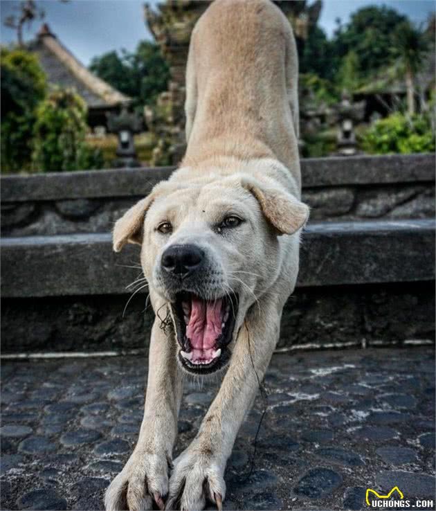 养宠心得：了解犬的语言，让你跟狗狗的沟通更加容易