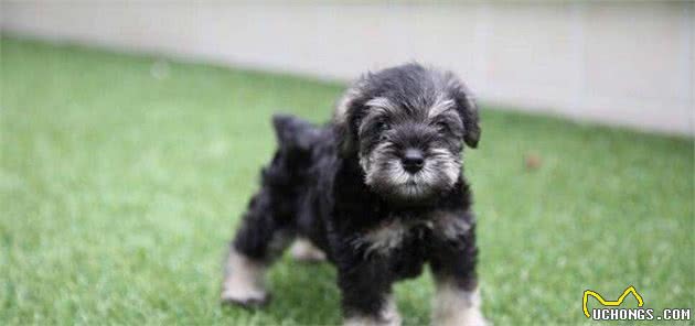 不同时期的雪纳瑞犬,该如何喂食?