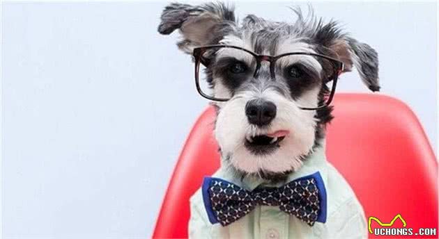 不同时期的雪纳瑞犬,该如何喂食?