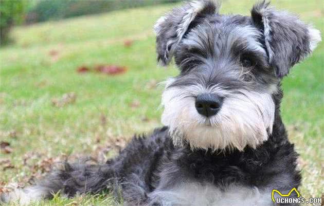 不同时期的雪纳瑞犬,该如何喂食?