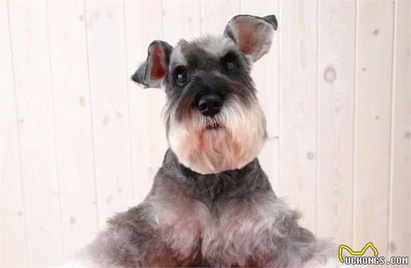 不同时期的雪纳瑞犬,该如何喂食?