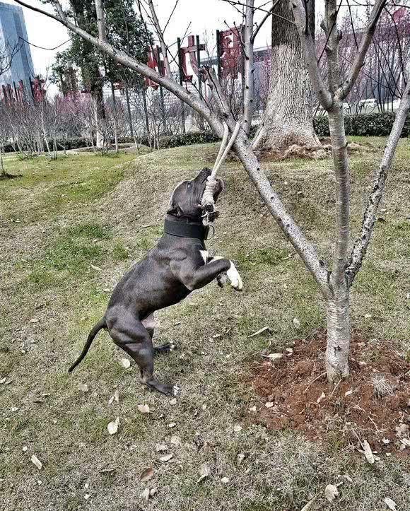 斗犬专题之“竞技场之王”—比特犬