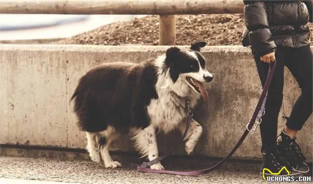 遛狗变成狗遛人，训犬师给出3个技巧，让狗狗养成随行好习惯