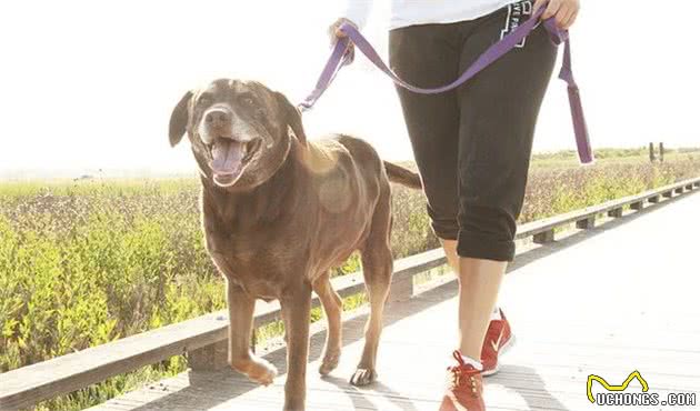 遛狗变成狗遛人，训犬师给出3个技巧，让狗狗养成随行好习惯